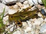 Play Jigsaw: grasshopper