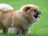 Play Jump on dog