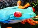 Play Colorful frogs