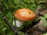 Play Forest mushroom