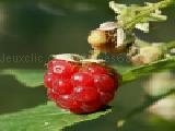 Play Forest raspberry