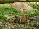 Play Family of fungi