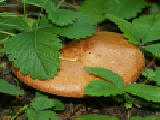 Play Forest mushroom