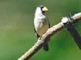 Play Cute little birds