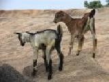 Play Jigsaw: goats