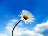 Play Flower jigsaw puzzle