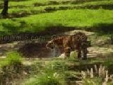 Spielen Tiger jigsaw puzzle
