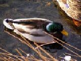 Play Jigsaw: shallow duck