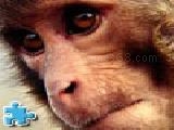 Play Rhesus monkeys jigsaw