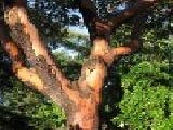 Play Jigsaw: trunk