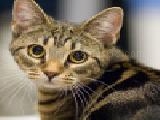 Play Cat jigsaw puzzle
