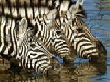 Play Zebra jigsaw puzzle