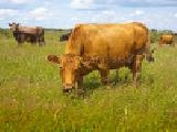 Play Jigsaw: staring cow