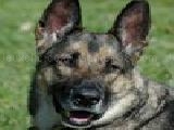 Play Dog jigsaw puzzle
