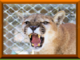 Play Kowiachobee slide puzzles