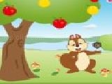 Play Squirrel mania