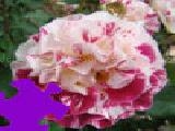 Play Fourth of july rose jigsaw