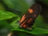 Play Tropical butterfly jigsaw