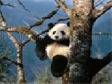 Play Panda jigsaw