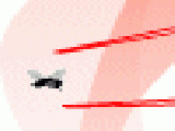 Play Fly sui
