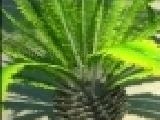 Jugar a Tropics campaign escape