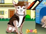 Play Little chihuahua dress up