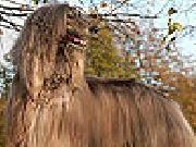 Play Big hairy dog slide puzzle