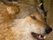 Play Wolf slider