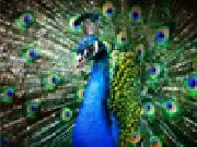 Play Beautiful peacock