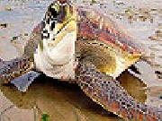 Play Big sea turtle slide puzzle