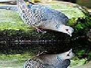 Spielen Thirsty dove puzzle