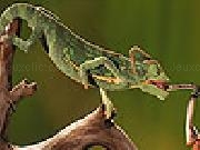 Jugar a Long tongue  chameleon puzzle