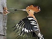 Play Woodpecker family slide puzzle