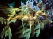 Play Leafy sea dragon jigsaw