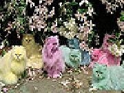 Play Colorful cats slide puzzle