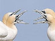 Play Talkative white birds slide puzzle
