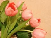 Play Jigsaw: tulips