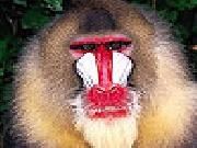 Play Blowzy monkey puzzle