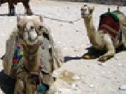 Play Jigsaw: camels