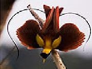 Play Weird red bird slide puzzle
