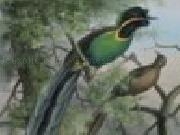 Play Birds of paradise jigsaw