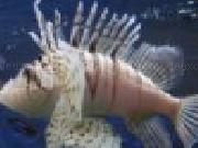Play Lionfish jigsaw