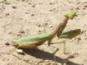 Play Praying mantis jigsaw