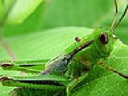 Play Green grasshopper slide puzzle