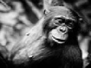 Play Ape jigsaw