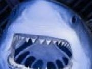 Play Great white shark jigsaw