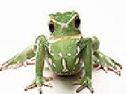 Play Angry frog slide puzzle