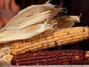 Play Jigsaw: corn cobs