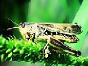 Play Green grasshopper slide puzzle