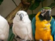 Play 3 parrots jigsaw